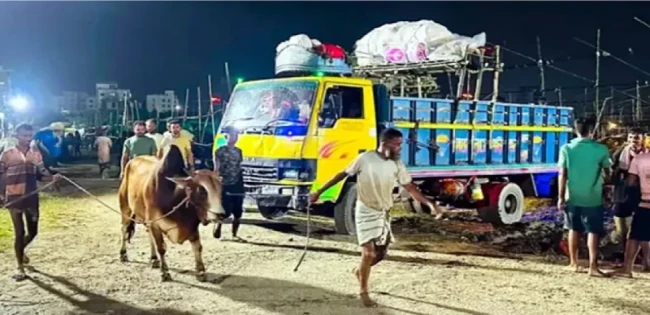 ঢাকার হাটগুলোতে আসছে কোরবানির গরু, দাম চড়া